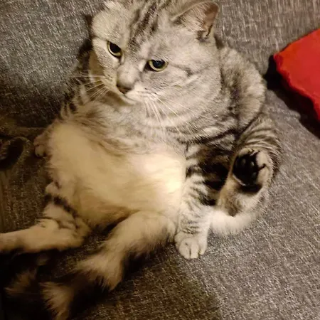 Hotel Premiere Classe Rouen Sud Oissel